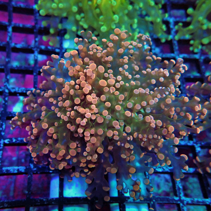 Pink Frogspawn Euphyllia