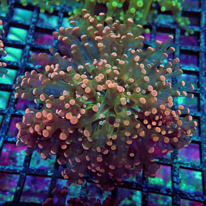 Pink Frogspawn Euphyllia