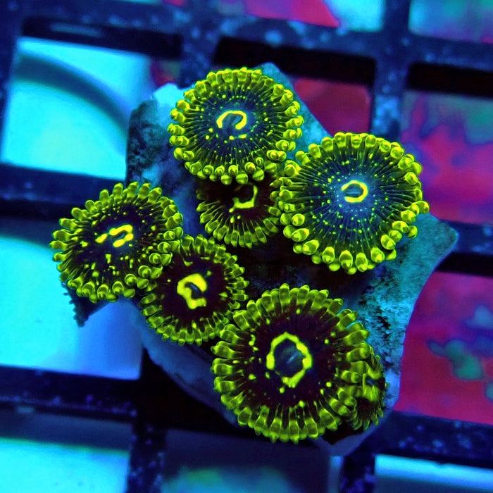 Exosphere Zoas