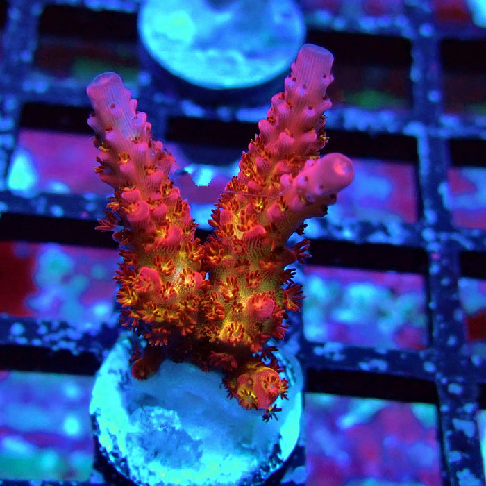 REx Venom Rainbow Acro