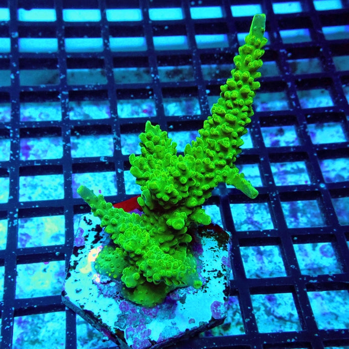 Acro Mini Colony