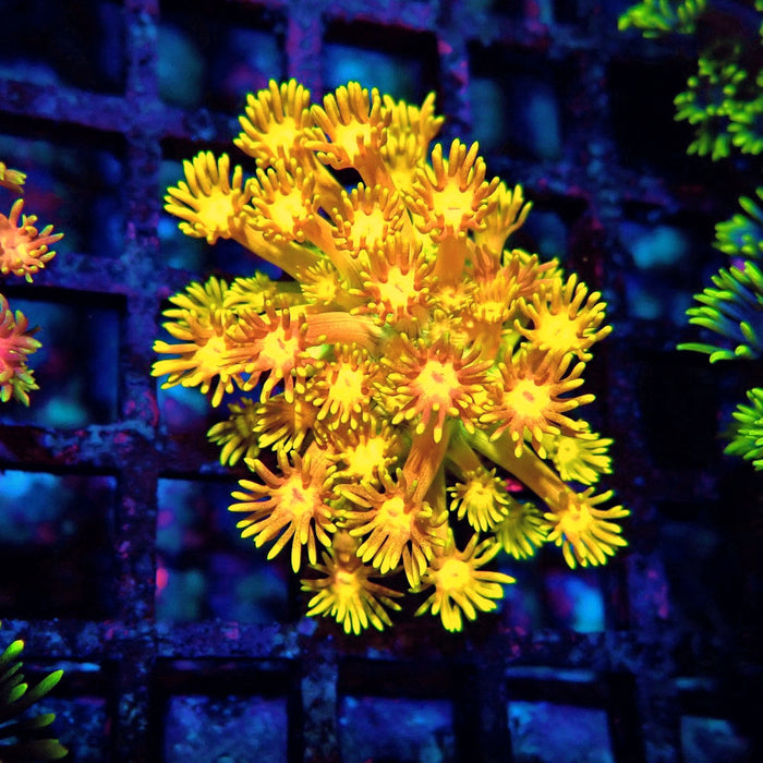 Super Ultra Goniopora Frag (1)