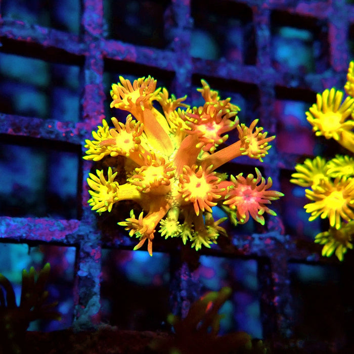 Super Ultra Goniopora Frag (1)