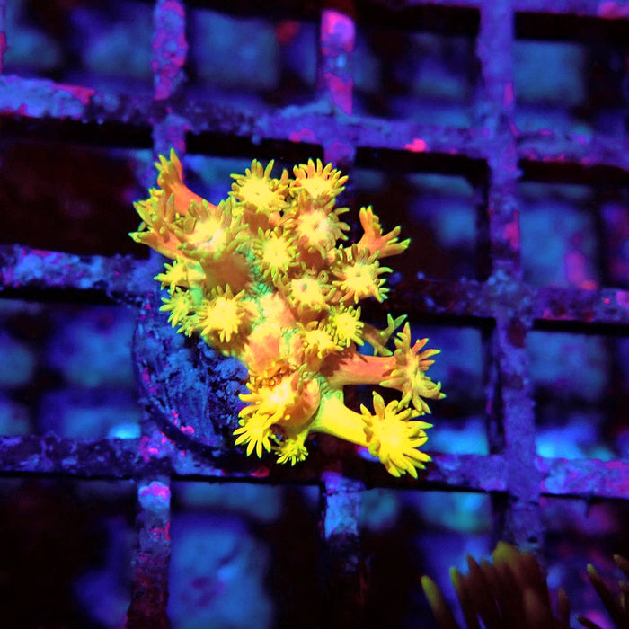 Super Ultra Goniopora Frag (1)