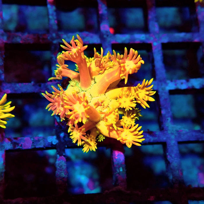 Super Ultra Goniopora Frag (1)