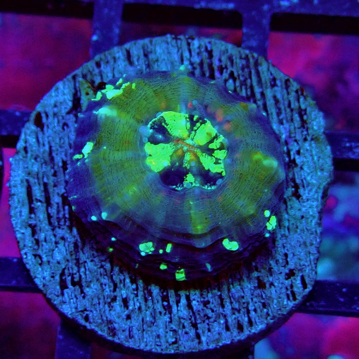 Scolymia Captive Spawn Baby