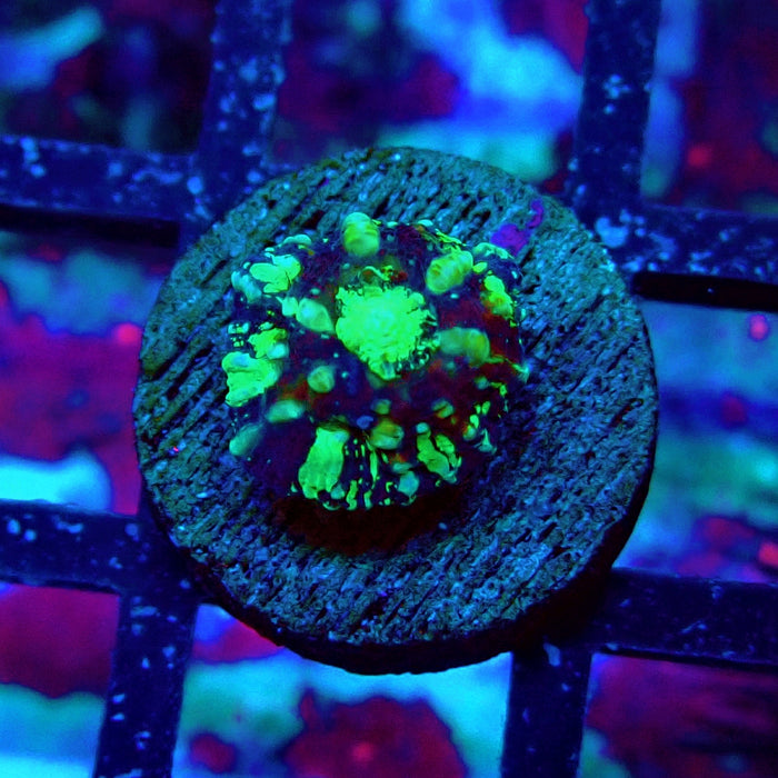 Scolymia Captive Spawn Baby