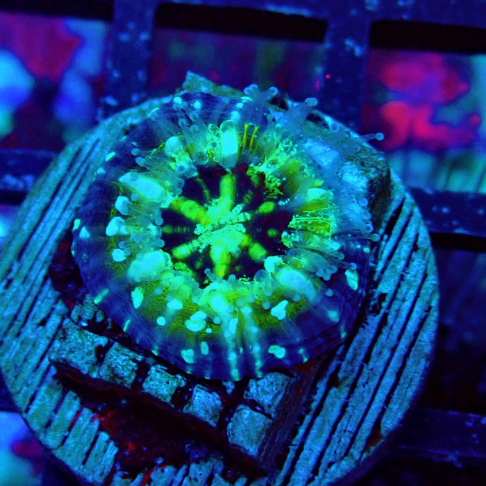 Scolymia Captive Spawn Baby