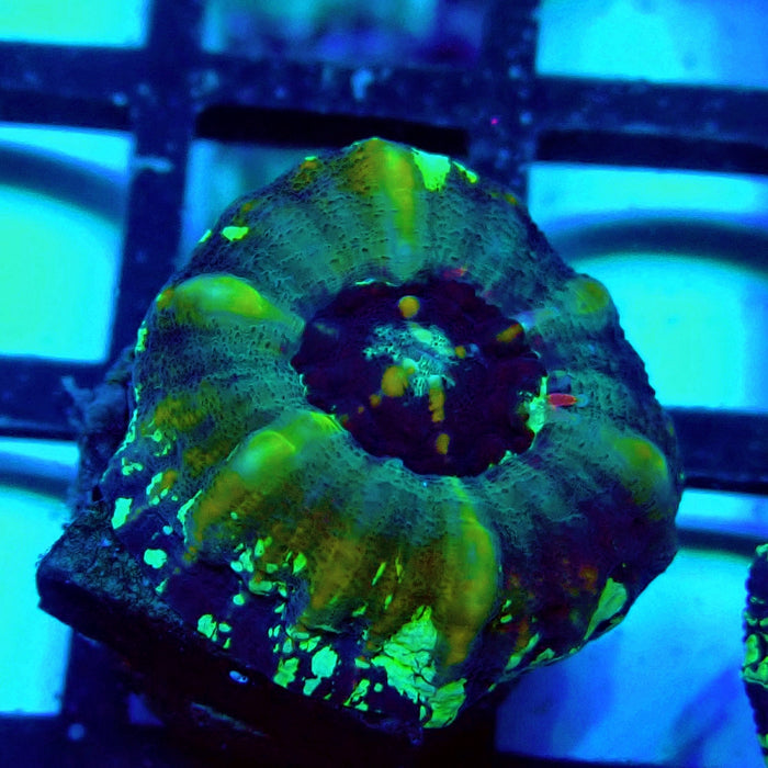 Scolymia Captive Spawn Baby