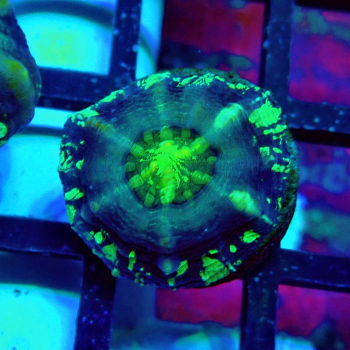 Scolymia Captive Spawn Baby