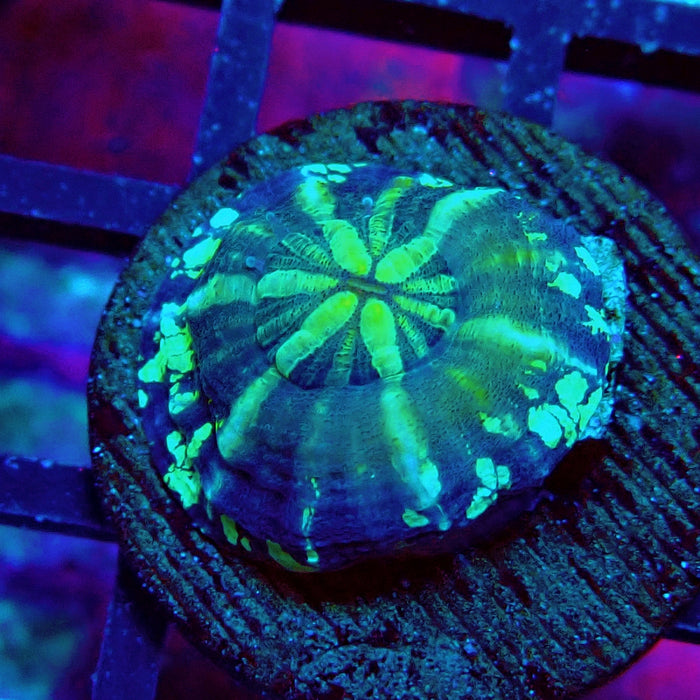 Scolymia Captive Spawn Baby