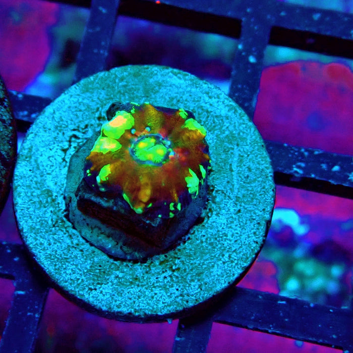 Scolymia Captive Spawn Baby