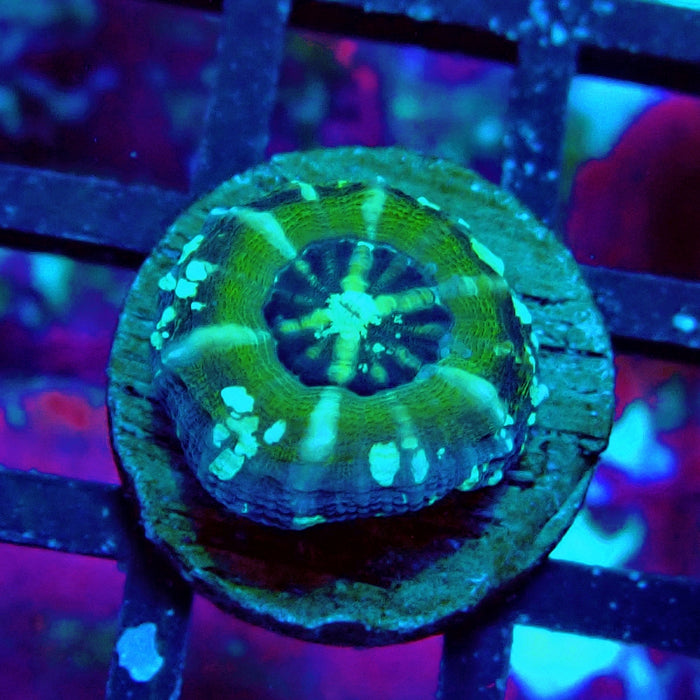 Scolymia Captive Spawn Baby
