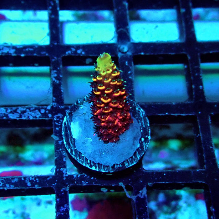 Crazy Red Contrast Mille Acro Frag