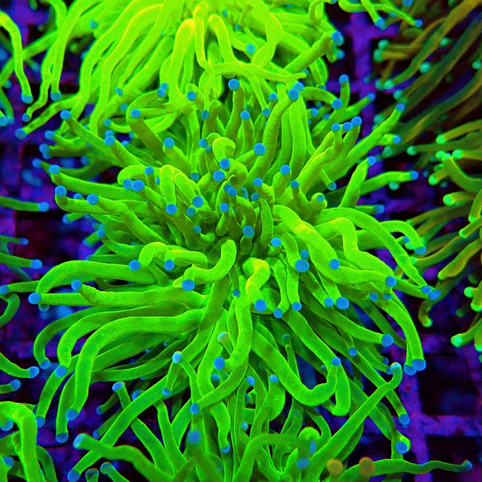 Euphyllia Ultra Green Blue Tips