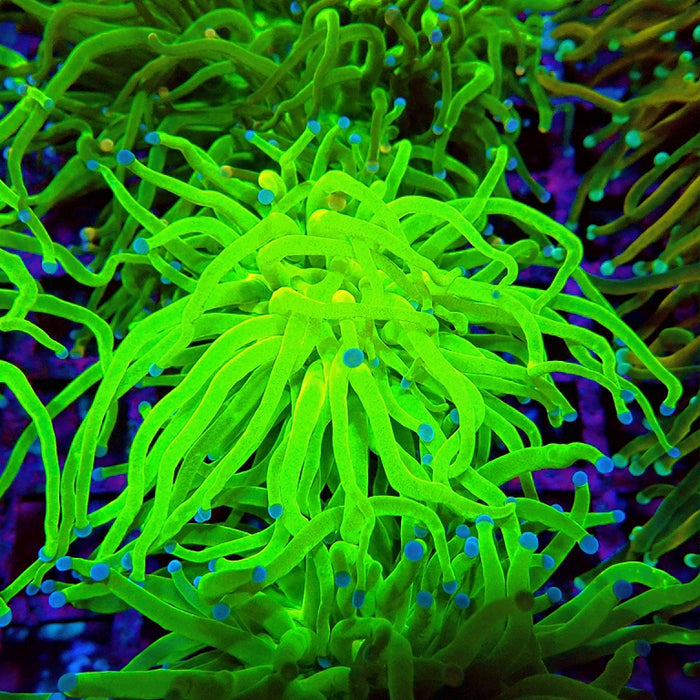Euphyllia Ultra Green Blue Tips