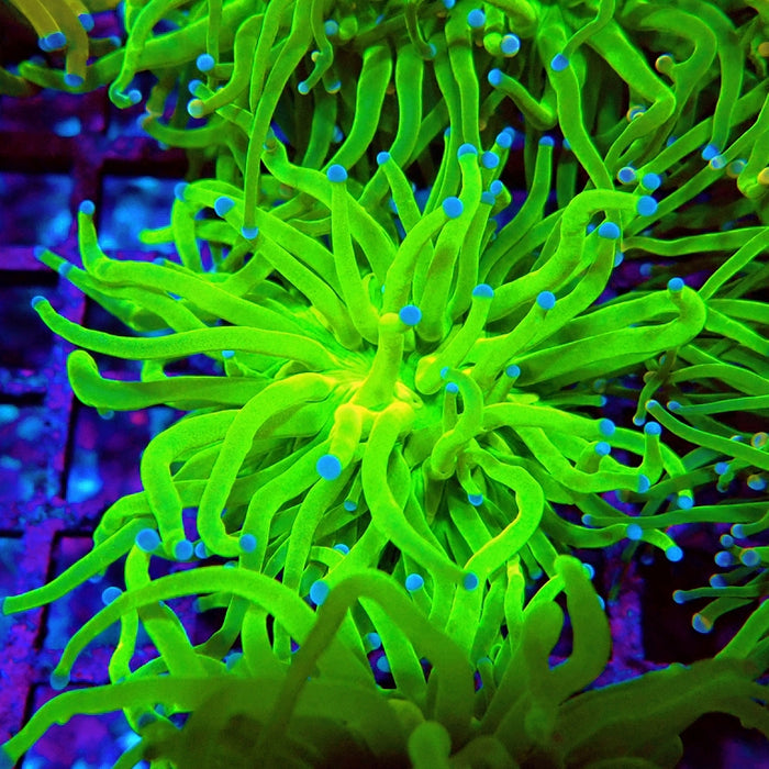 Euphyllia Ultra Green Blue Tips
