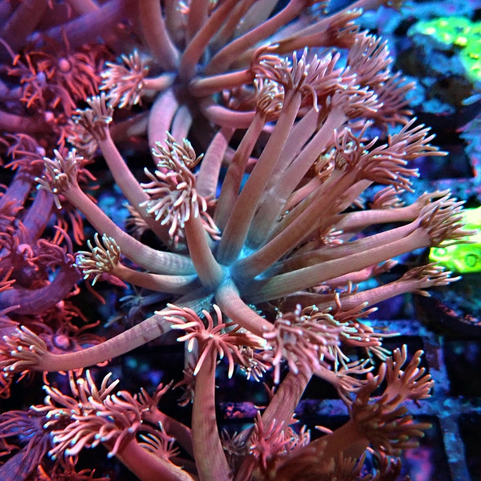 Goniopora Pink Contrast