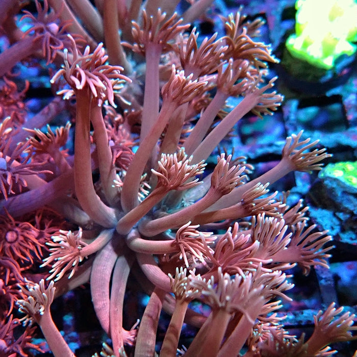 Goniopora Pink Contrast
