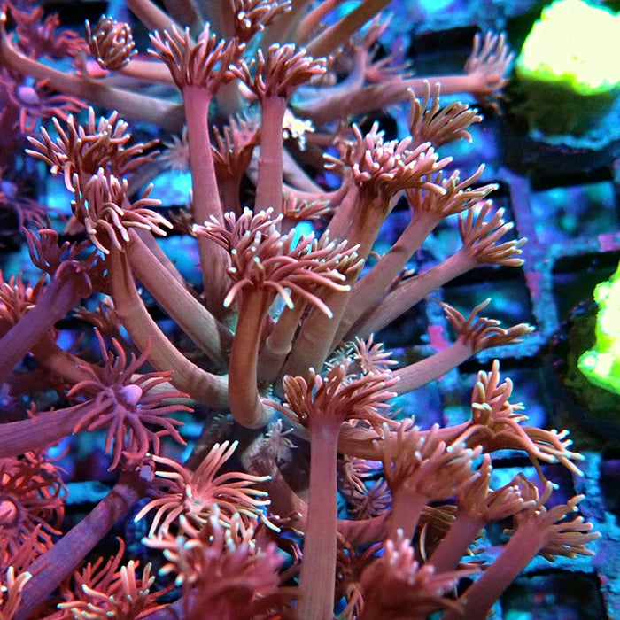 Goniopora Pink Contrast