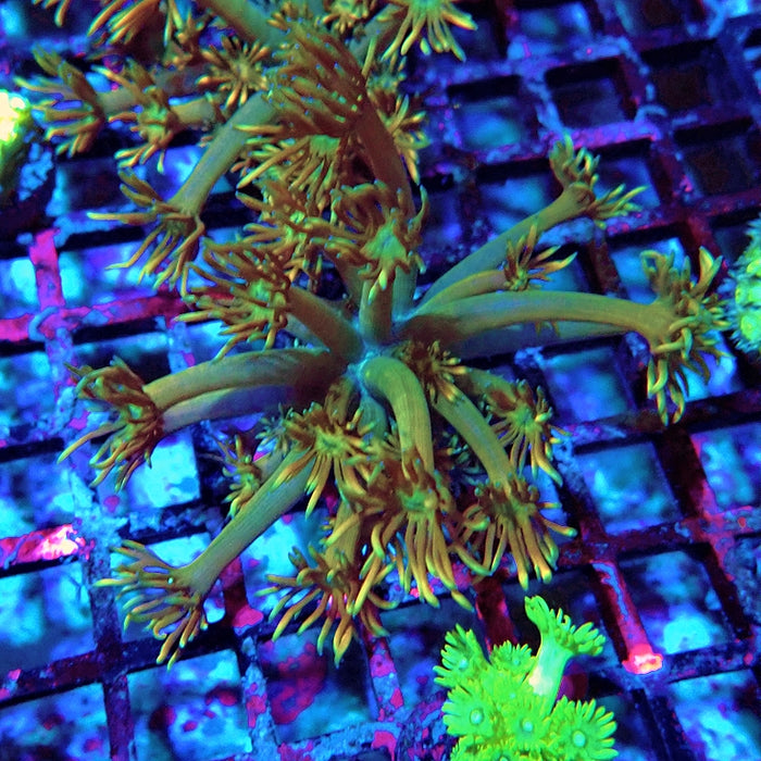 Goniopora Unique Ultra RAR