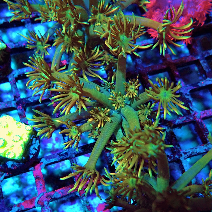 Goniopora Unique Ultra RAR