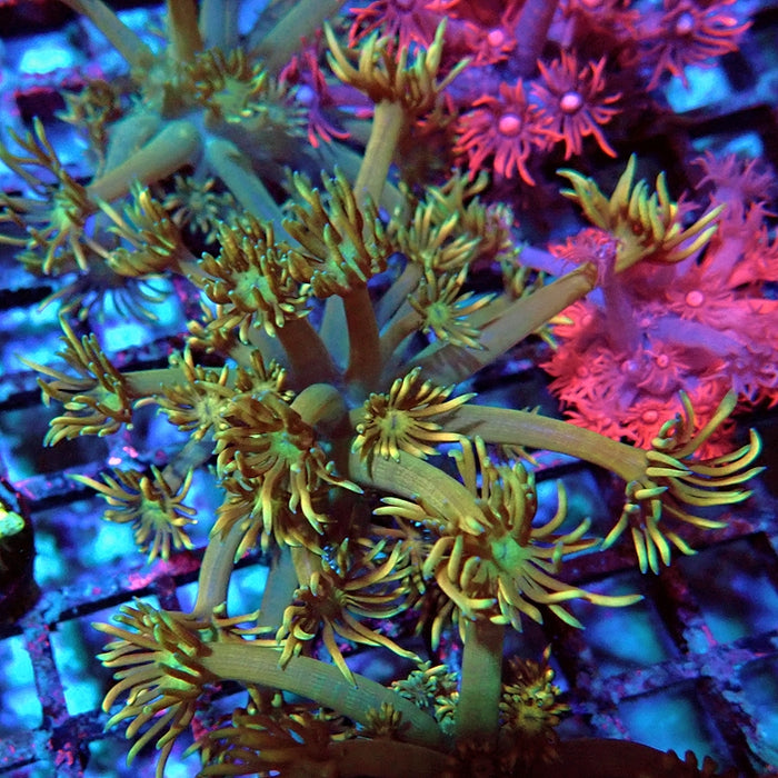 Goniopora Unique Ultra RAR