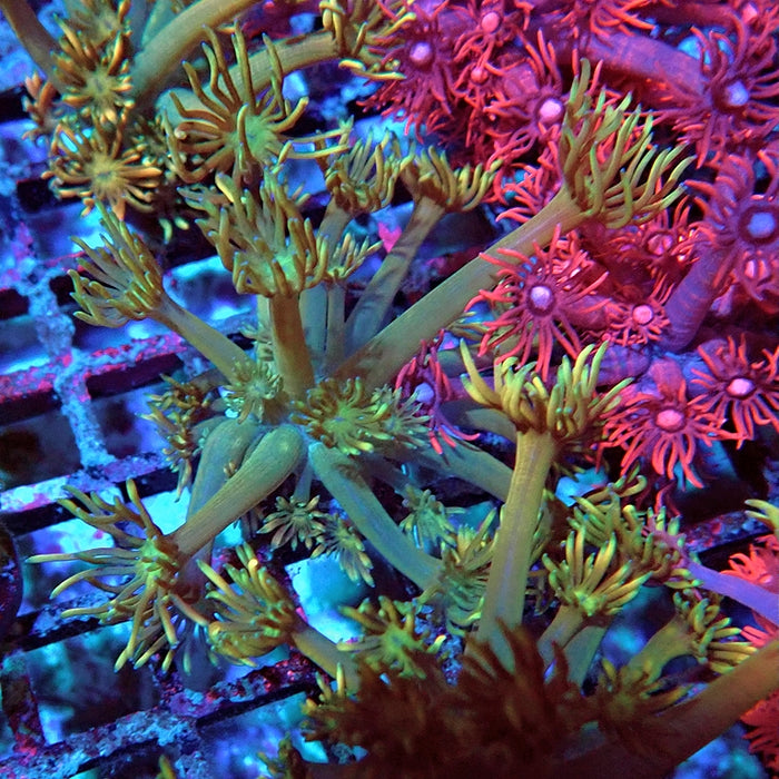 Goniopora Unique Ultra RAR