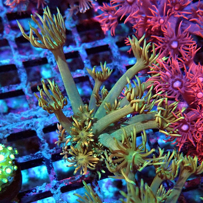 Goniopora Unique Ultra RAR