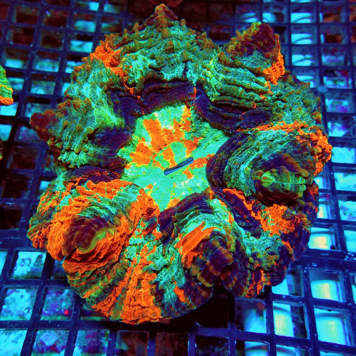 Acanthophyllia Premium