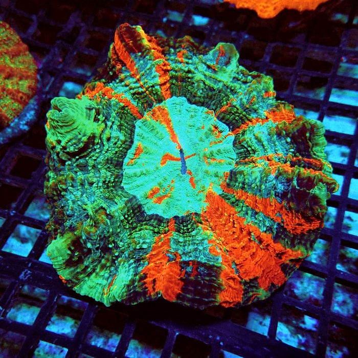 Acanthophyllia Premium