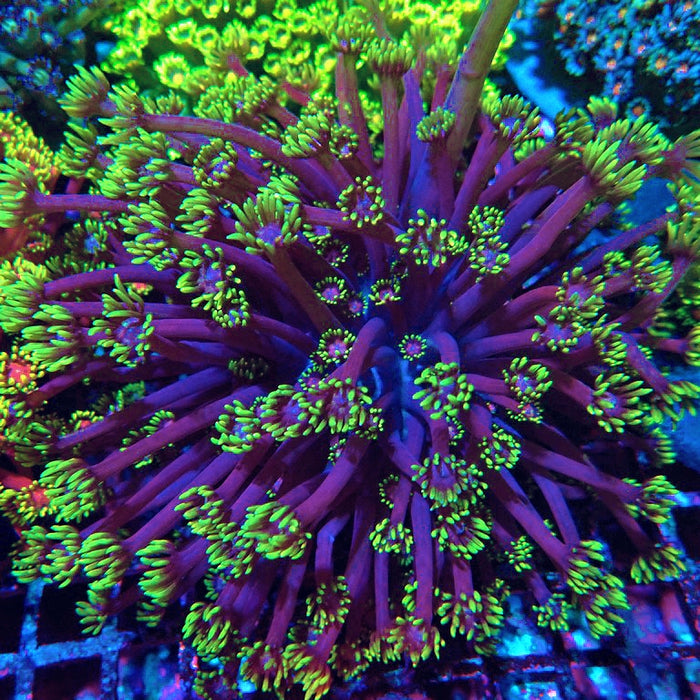 Goniopora Long Polyps Premium Colony XL (5–6 inches)