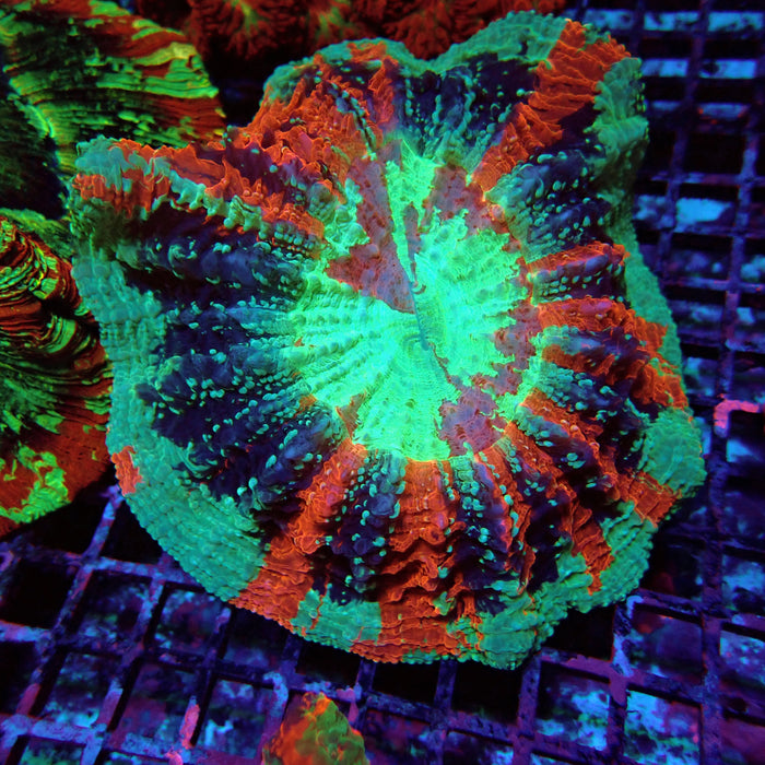 Acanthophyllia Premium