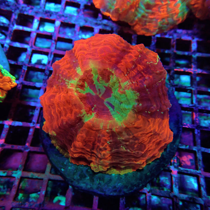 Acanthophyllia Premium