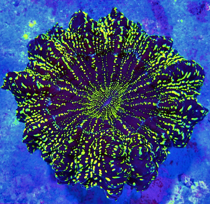 Acanthophyllia Galaxy Premium