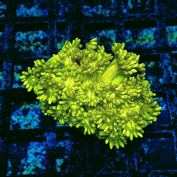 Goniopora Bright