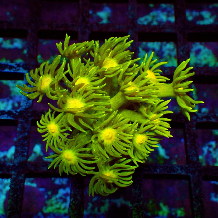 Goniopora Bright 0128