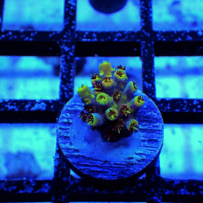 REx Multiverse Acro