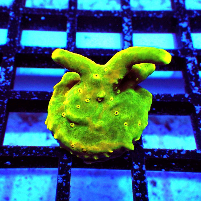 REx Green Yellow Multiacuta