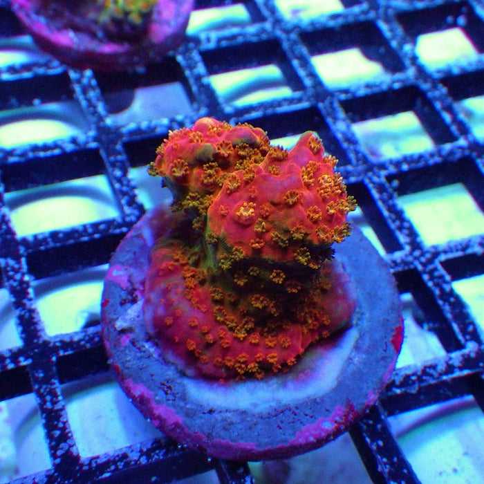 REx Red-Orange Bomb Mille