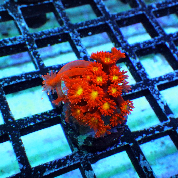 Goniopora Super Ultra