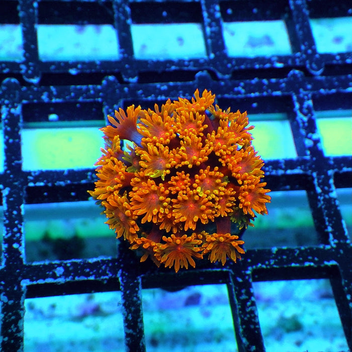 Goniopora Super Ultra