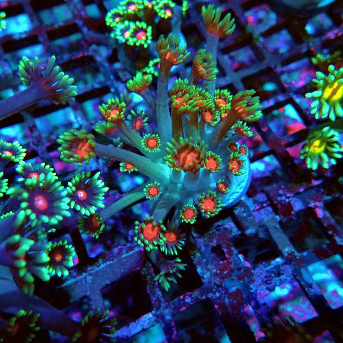 Goniopora Green Red Middle XL Polyps