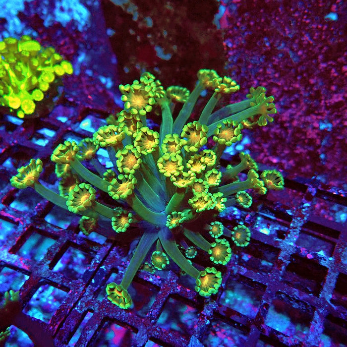 Alveopora Green Orange Middle