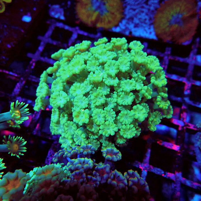 Goniopora Premium Mini Colony