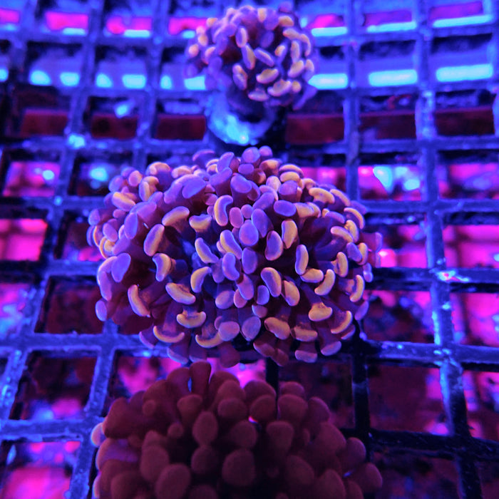 Euphyllia Pink Orange Branch Hammer