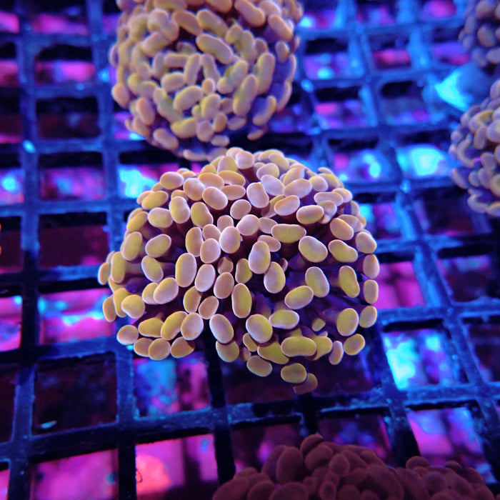 Euphyllia Pink Orange Branch Hammer
