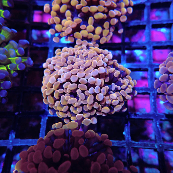 Euphyllia Pink Orange Branch Hammer