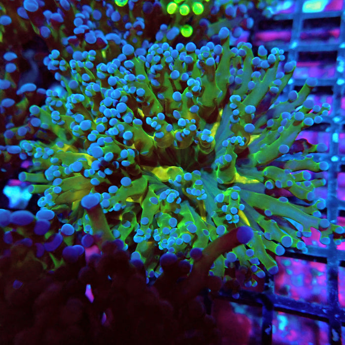 Euphyllia Green Gold Frogspawn