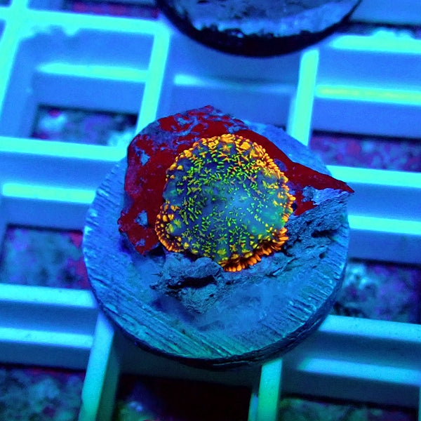 Super Rainbow Rhodactis